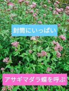 フジバカマ　種　夏・秋の花　ガーデニング　アサギマダラ　蝶　ドライフラワー