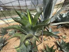 り*く様 希少 アロカシア ブラックサタンピンクボーン 芋 - メルカリ