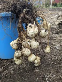 青森下北産の菊芋約3kg土付き1個約40g以上大き目サイズ