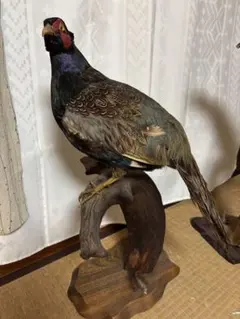 2026年最新】雉 剥製の人気アイテム - メルカリ