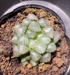 多肉植物 ハオルチア オブツーサ オプツーサ 群生