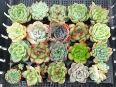 【夏Sale】小さめ20苗まとめ売り①★抜き苗★エケベリア★多肉植物★寄せ植え★のサムネイル
