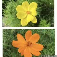 hi-ta様 リクエスト 2点 まとめ商品