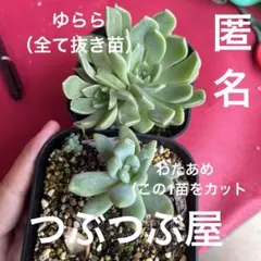 つぶつぶ屋　ゆらら抜き苗　2苗　わたあめカット1のサムネイル