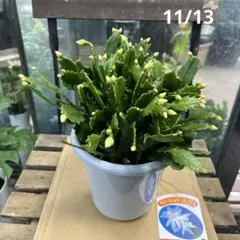 Kiki様 リクエスト 2点 まとめ商品