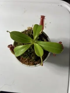 N.veitchii × (lowii ×ventr) ネペンテス 食虫植物 - メルカリ