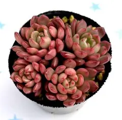 2026年最新】ピンクムーン 多肉の人気アイテム - メルカリ