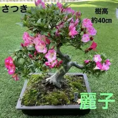 価格訂正済み☆人気さつき盆栽！花の綺麗な《麗子》れいこ皐月 サツキ