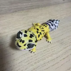 いきもの大図鑑レプティ レオパードゲッコー　タンジェリン　ガチャガチャのサムネイル