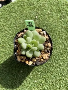 2025年最新】多肉アン 玉響の人気アイテム - メルカリ