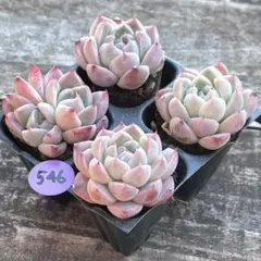 2026年最新】抜き苗の人気アイテム - メルカリ