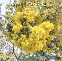 ✨はる〜✨パールアカシア ① 苗 ミモザ
