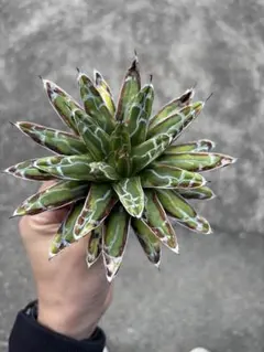 2026年最新】笹の雪錦の人気アイテム - メルカリ