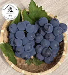 モンモモ様　専用　大粒甲斐キング　ぶどう