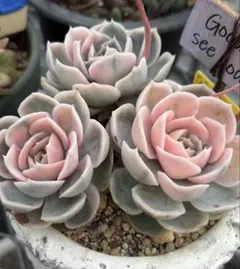 ❤️専用出品❤️ブルーサプライズ錦❤️抜き苗❤️ブルー札 2025年最新】ブルーサプライズ錦の人気アイテム - メルカリ