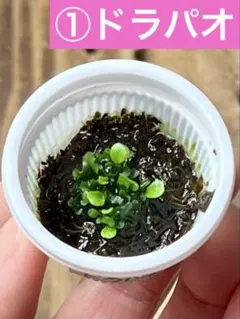 2025年最新】ヒリーパオパオの人気アイテム - メルカリ