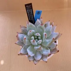 1.コロラータミチョアカナ 発根済 メキシコ輸入苗 ミチョアカン - メルカリ