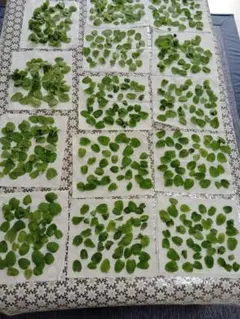 ミント 乾燥葉　30枚
