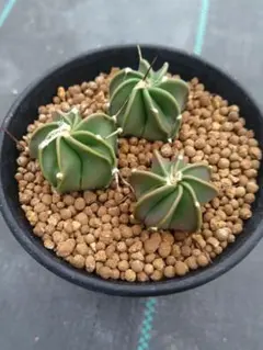 c*0様 オークション　サボテン　水牛大鳳玉　実生 サボテン：アストロフィツム 水牛大鳳玉 実生*幅6cm 現品！一品