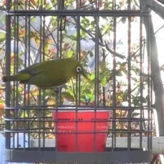 Item thumbnail for item 02ce7e07-028c-40dc-8aef-de3f7d06f968