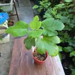 moco様 リクエスト 2点 まとめ商品