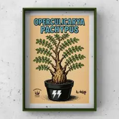 【ポスター】Operculicarya Pachypus イラスト A4サイズ