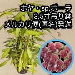 ホヤ・クティス−ポルセラーナ 4.5寸アーチ仕立て メルカリ便(匿名