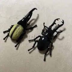 アニア　ヘラクレスオオカブト　ギラファノコギリクワガタ