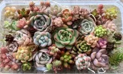 多肉植物カット苗詰め合わせ⑤♡16×9cm♡寄せ植え 多肉弁当