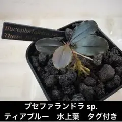 専用◆特◆ブセファランドラSP.ホワイト溶岩石（多頭株） #ブセさかな屋 水草 ◇特◇ブセファランドラSP.ホワイト溶岩石（多頭株） #ブセ