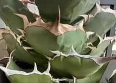 アガベ ネアンデルタール　イラン株 アガベ ネアンデルタール イラン株