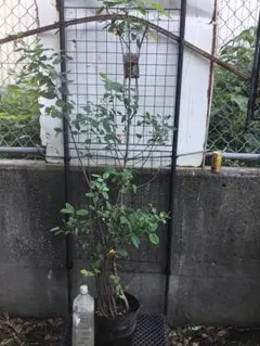 150cmツリバナ 苗木 苗 山採り 山野草 盆栽 庭木 シンボリツリー
