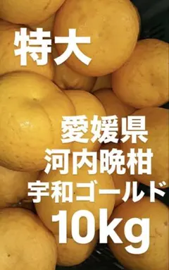 2026年最新】みかんの出品中の人気アイテム - メルカリ