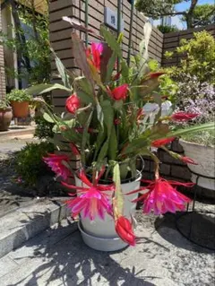 2026年最新】クジャクサボテンの人気アイテム - メルカリ