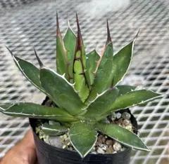 龍門】アガベ 特選 多肉植物 ホリダ 極上強刺 精品株 - メルカリ
