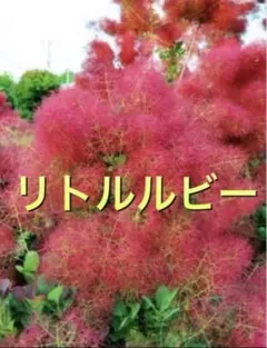 スモークツリー苗リトルルビー14のサムネイル