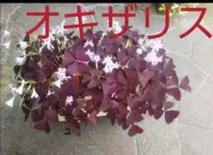 オキザリス　(トリアングラリス)　 紫の舞　 ●球根８個送ります。のサムネイル