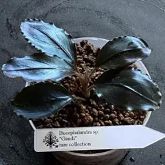 Bucephalandra sp Deep Purple 【AZ0819-4】 - メルカリ
