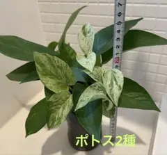 めるよう様 リクエスト 2点 まとめ商品