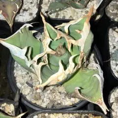 親株出品 アガベ オアハカ オテロイ 現地球 - メルカリ