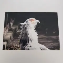 【即購入可能】L版ヘビクイワシの写真