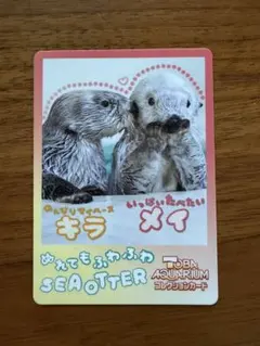 鳥羽水族館 ラッコ キラちゃん トレカ - メルカリ