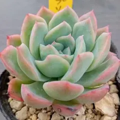 みゅう☆プロフ確認(*ˊᵕˋ*)੭ ੈ❤様 リクエスト 4点 まとめ商品