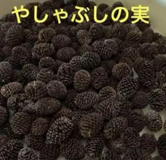 やしゃぶしの実　訳あり　100個