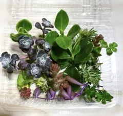 多肉植物 カット苗 詰め合わせ 15種類