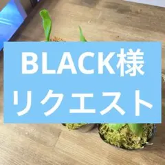 BLACK様、リクエスト