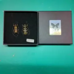 2026年最新】カミキリムシ標本の人気アイテム - メルカリ