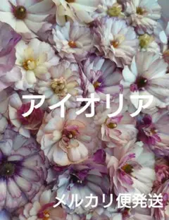 yuyuko様 リクエスト 2点 まとめ商品