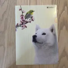 SoftBank 白い犬と小鳥のクリアファイル
