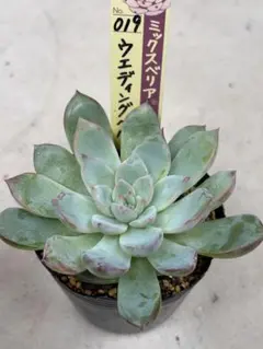 ❤️確認用❤️★F ミックスベリア❤️ウエディングベル❤️抜き苗♪✨メルカリ便✨札なし 2025年最新】ミックスベリア ウエディングベルの人気アイテム